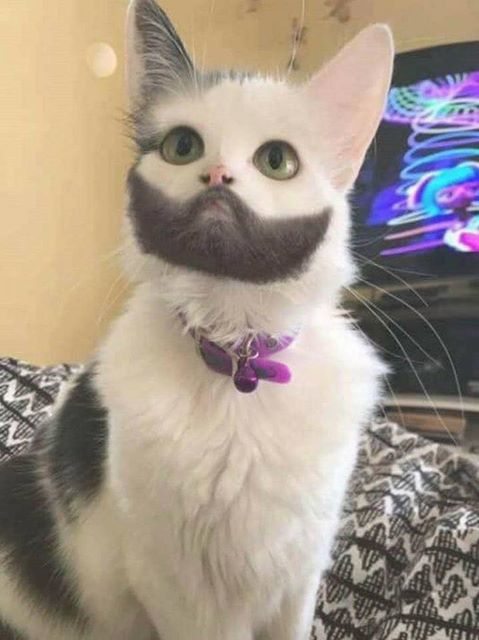 Quand un chat a plus de barbe que tes potes