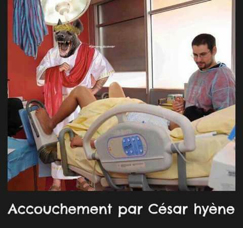 César hyène