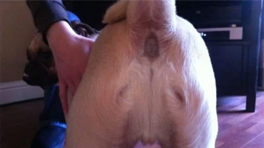 Quand le cul de ton chien ressemble à Jésus