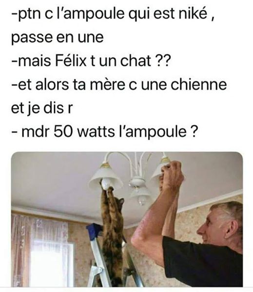 Félix t un chat ?
